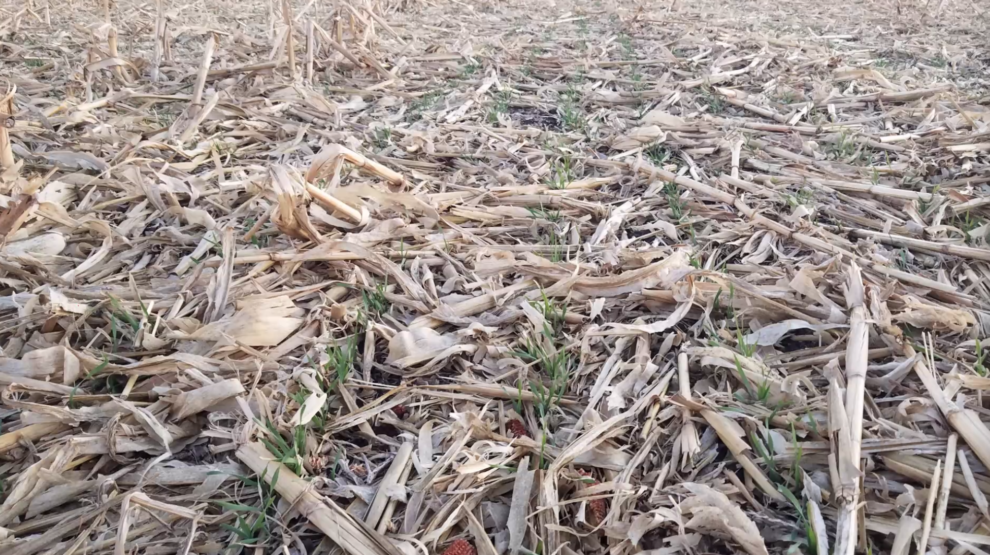 Rye seeded into corn stalks. Cereal rye seeded into corn stalks