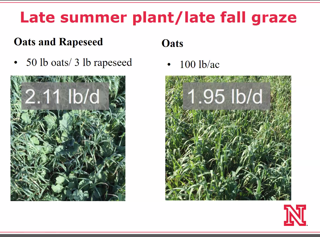 Oats and Rapeseed better gain. Better gain from late summer plant to late fall graze.