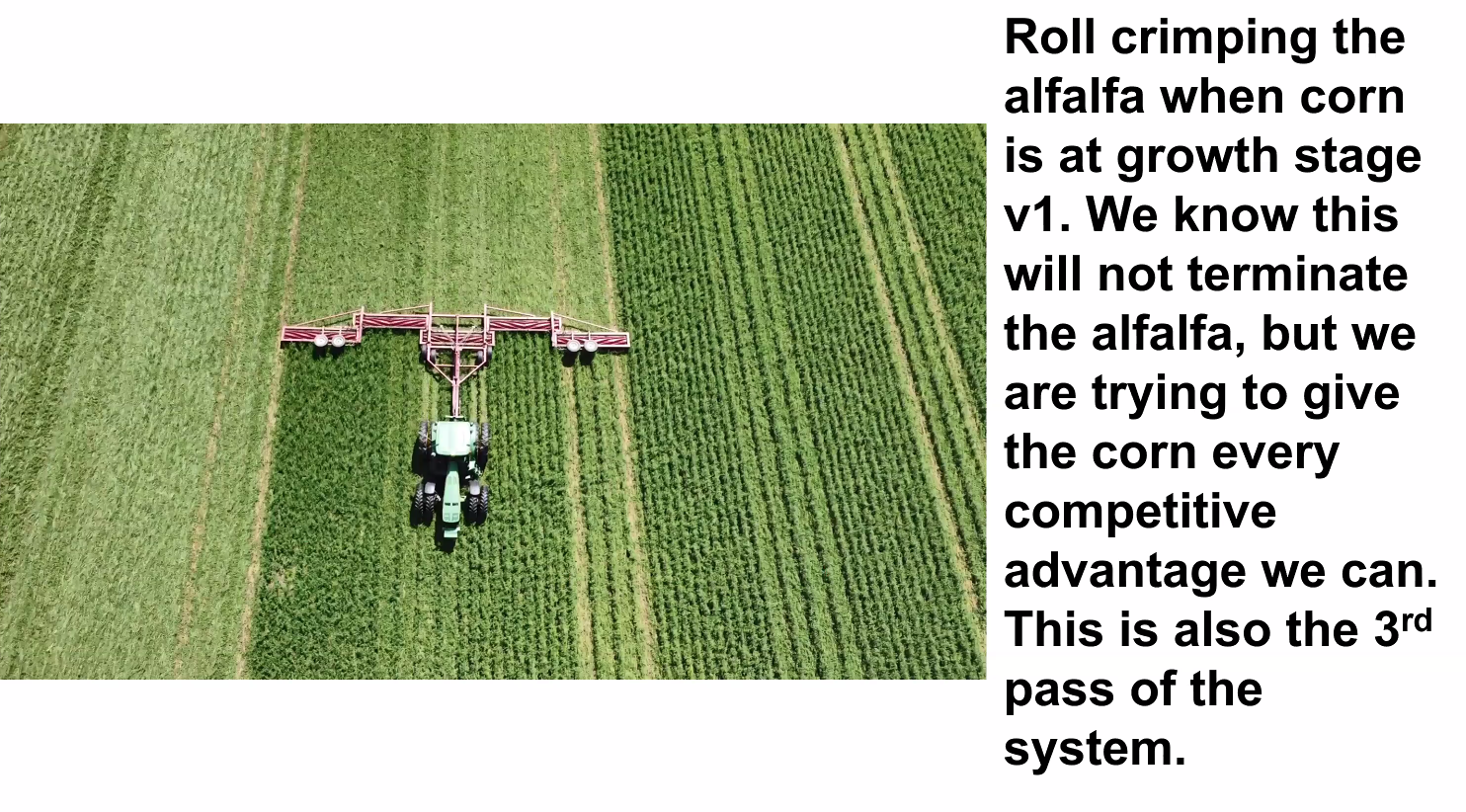 Roll crimping alfalfa. Roll crimping alfalfa when corn at V1.
