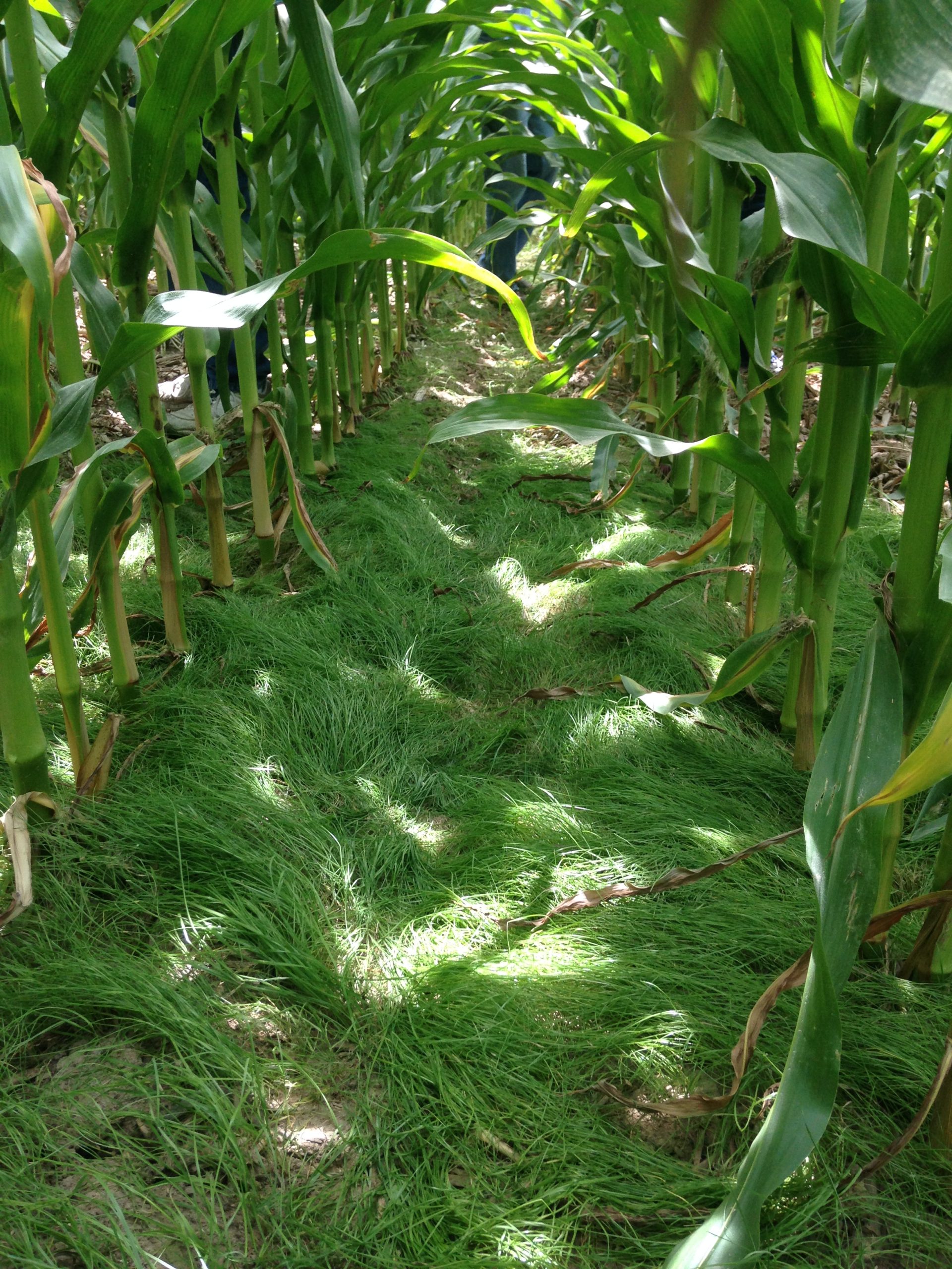Rooted in Stewardship: How Iowa Corn Growers Can Stay the Course on Conservation